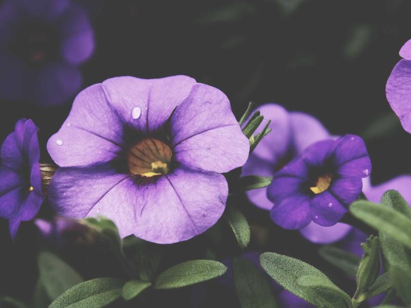 sudoku forcing chains screenshot 2